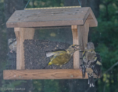 Evening Grosbeaks-fall plumage 6