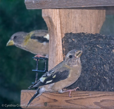 Evening Grosbeaks-fall plumage