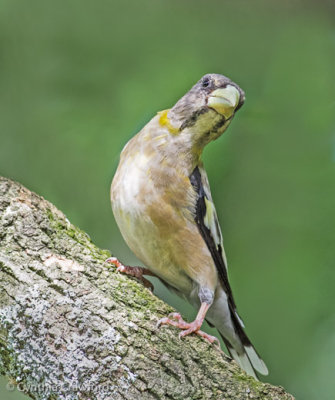 Evening Grosbeak immature of female