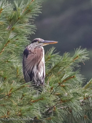 Great Blue Heron 2