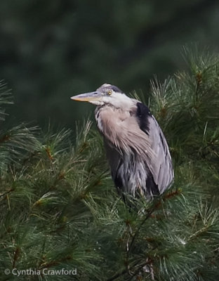 Great Blue Heron 3