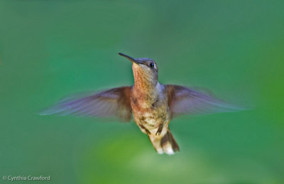 Ruby-throated Hummingbird-immature male 1