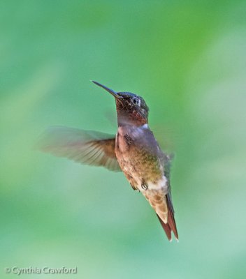 Ruby-throated Hummingbird-molting male