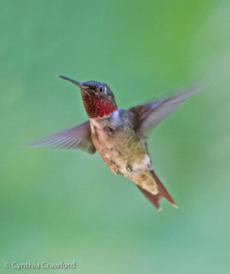 Ruby-throated Hummingbird male