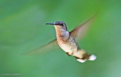 Ruby-throated Hummingbird-immature or female
