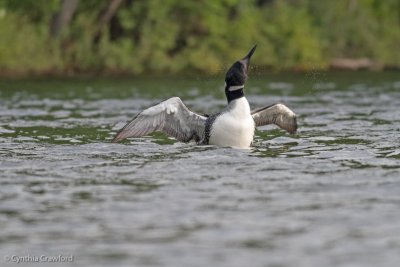 Common Loon-adult