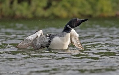 Common Loon-adult 2