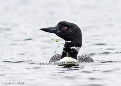 Common Loon-adult with pond weed