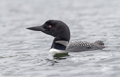 Common Loon-adult with pond weed