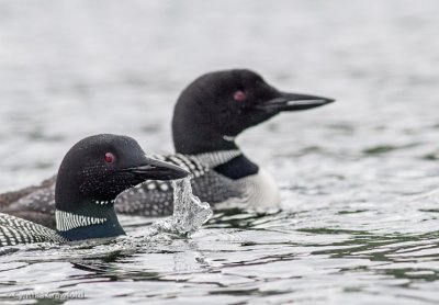 Common Loon Pair