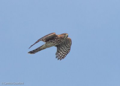 Merlin in flight 3-possibly a Sharp-shinned Hawk