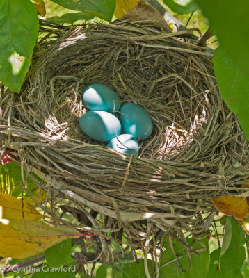 American robin.eggs_1180942.jpg