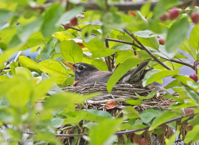 American robin.nest_1810.jpg