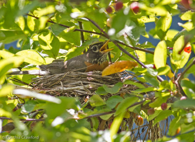 American  robin.nest_3123.jpg