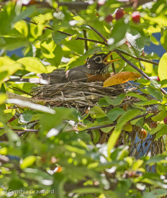 American  robin.nest_MG_3117.jpg