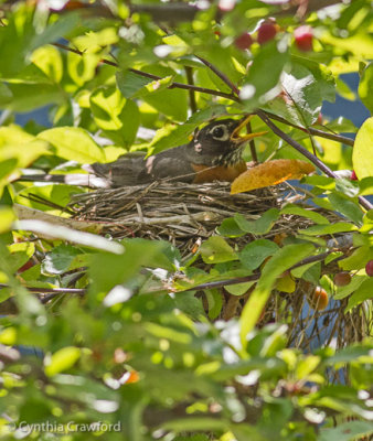 American robin.nest_MG_3117.jpg