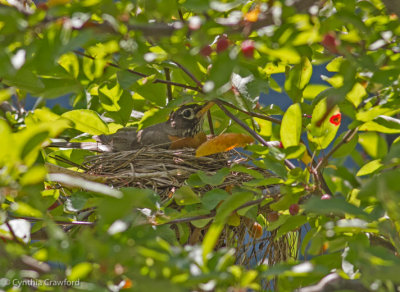 American robin_3118.jpg