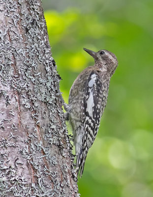 Yellow-bellied Sapsucker juvenile 2