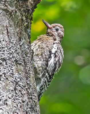 Yellow-bellied Sapsucker juvenile