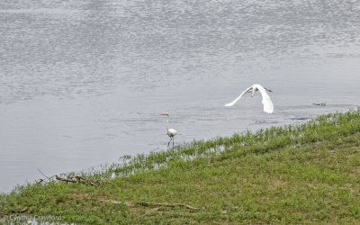 02.great.egret.chase_0762.jpg