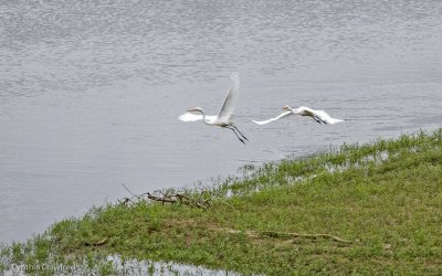 03.great.egret.chase_0763.jpg