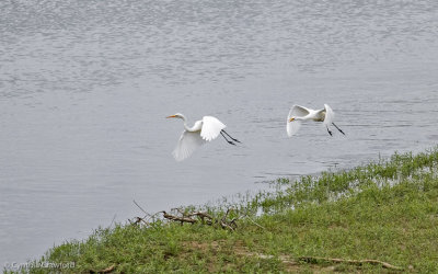 04.great.egret.chase_0764.jpg