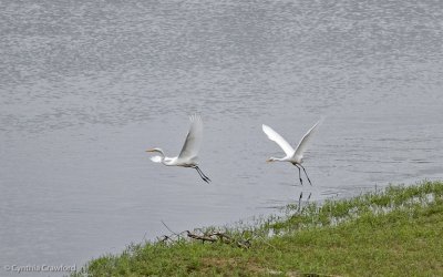 05.great.egret.chase_0765.jpg