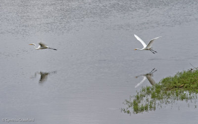 09.great.egret.chase_0769.jpg