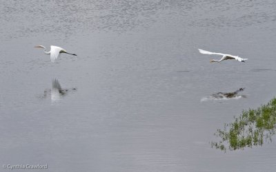 10.great.egret.chase_0770.jpg