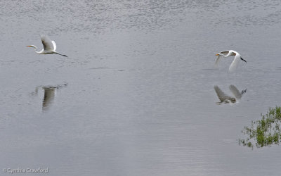 11.great.egret.chase_0771.jpg