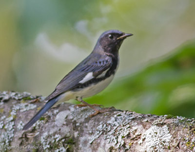 Black-throated Blue Warbler-male