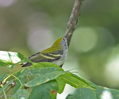 Chestnut-sided Warbler-first year