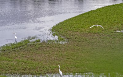 Great Egrets.3 Springfield dam