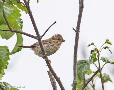 Savannah Sparrow