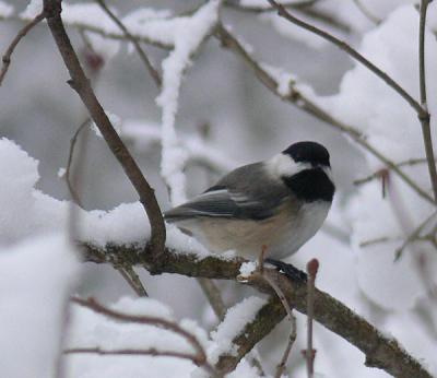 chickadee-snowy-branch