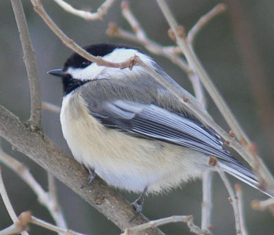 chickadee in a tree