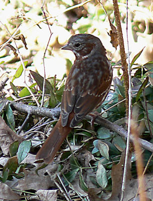 Fox Sparrow