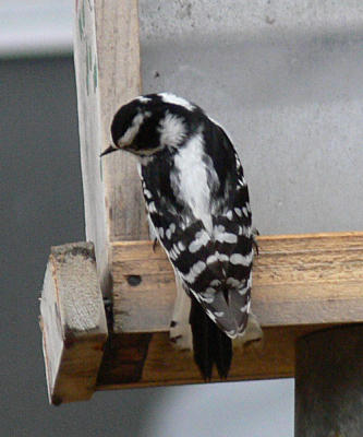 downy-woodpecker-female