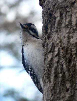 hairy-woodpecker-female