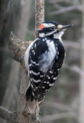 hairy.woodpecker-male3