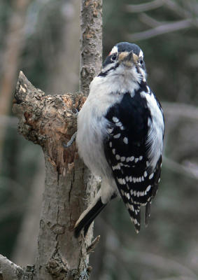 hairy.woodpecker-male4