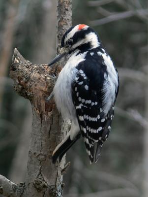 hairy.woodpecker-male5