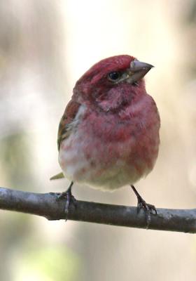 Finches in Vermont