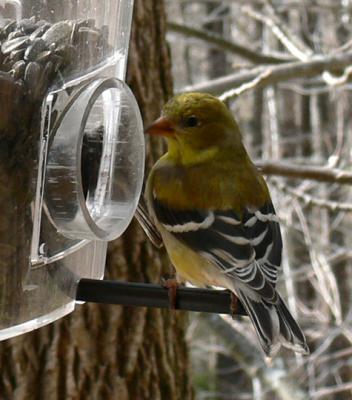 goldfinch-female