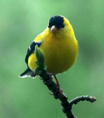 goldfinch-male2