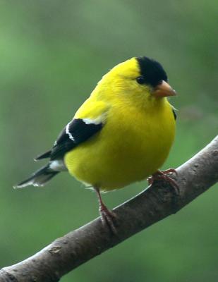 goldfinch3-male
