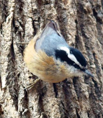 red-breasted nuthatch