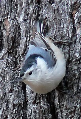 white-breasted-nuthatch 2