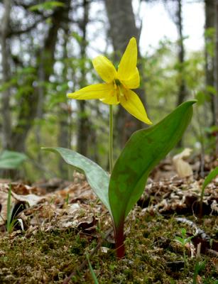 trout_lily