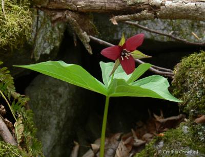 trillium